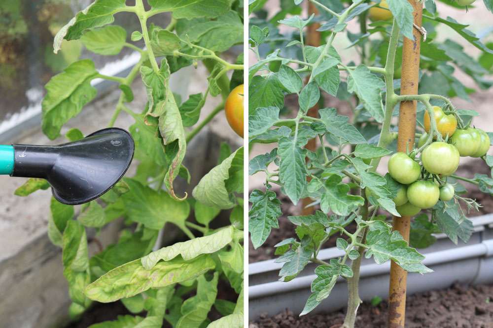 Tomatenpflanzen richtig gießen