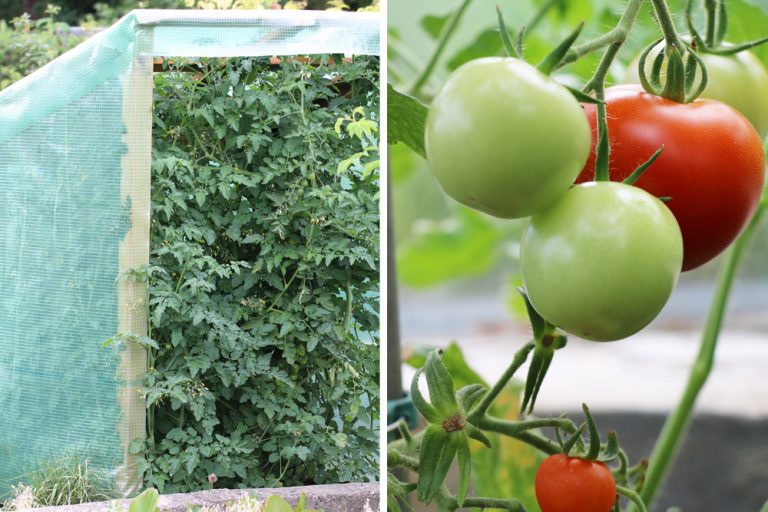 Wie viel Licht und Sonne/Sonnenstunden brauchen Tomaten? Tomaten.de