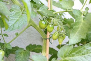 Wie viel Licht und Sonne/Sonnenstunden brauchen Tomaten? Tomaten.de