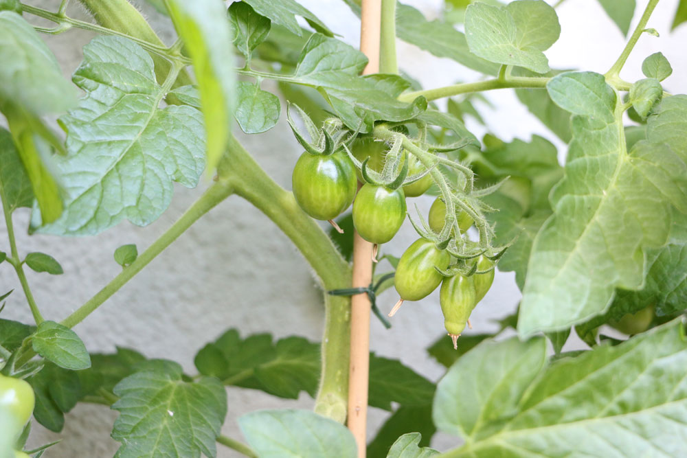 Tomatenpflanze auf dem Balkon
