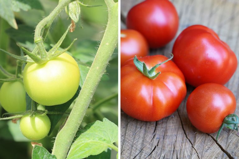 Wie viel Licht und Sonne/Sonnenstunden brauchen Tomaten? Tomaten.de