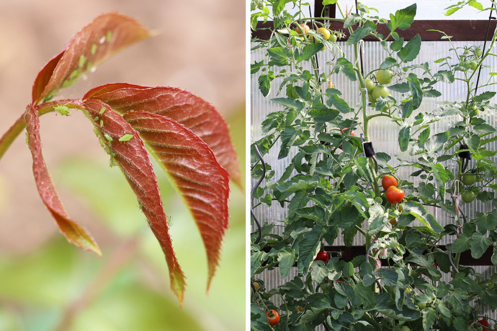 Blattlause An Tomaten Mittel Gegen Grune Schwarze Lause Tomaten De