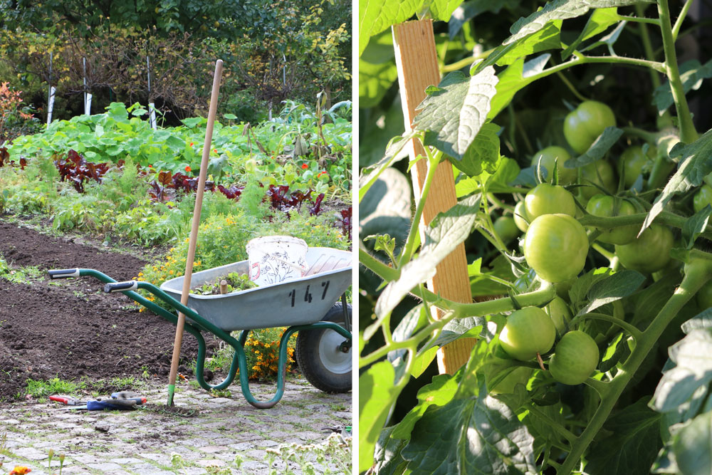 Buschtomaten ins Freie pflanzen