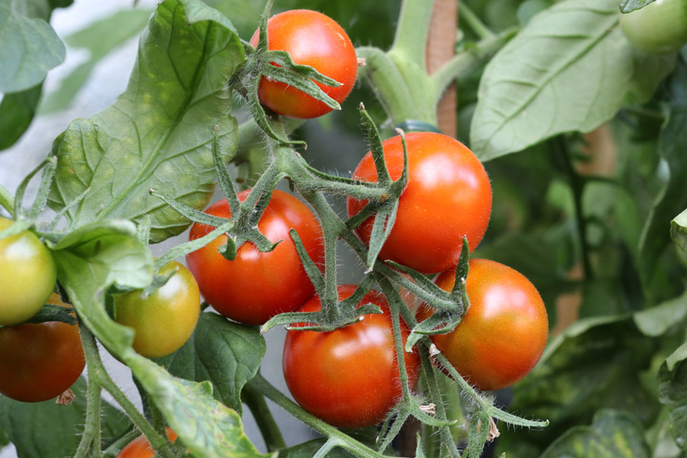 reife Tomaten am Tomatenstrauch