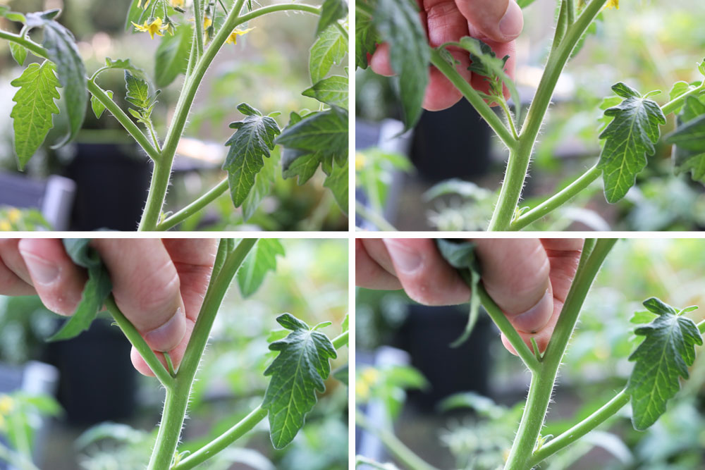 Tomatenpflanzen harzfeuer - Die qualitativsten Tomatenpflanzen harzfeuer auf einen Blick!