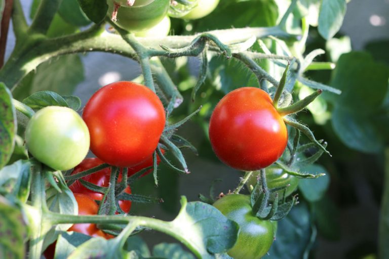 Sind Tomaten Obst, Frucht oder Gemüse? Wir klären auf Tomaten.de