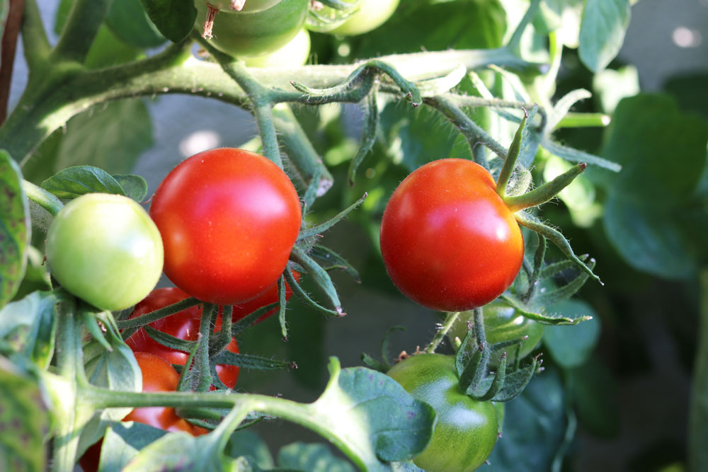 erntereife Tomaten am Strauch