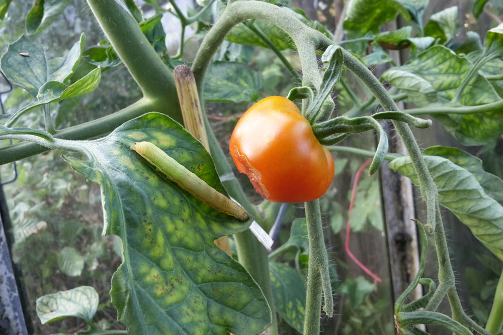 Kleine grüne Raupen an Tomaten - was tun? - Tomaten.de