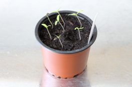 Tomaten vorziehen ab Januar, Februar oder März? So gelingt es Tomaten.de