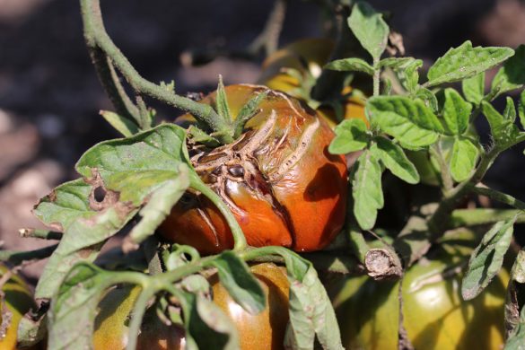 50+ Tomaten Pflanzen Schützen, Doch wer gesunde und ertragreiche