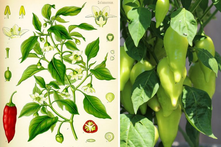 Paprika-Pflanzen selbst anbauen - Anleitung + Hilfe bei braunen Flecken