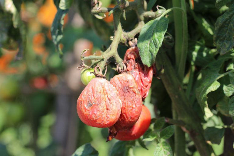30+ Tomaten Abstand Gewächshaus, Sonnig und wettergeschützt sowie
