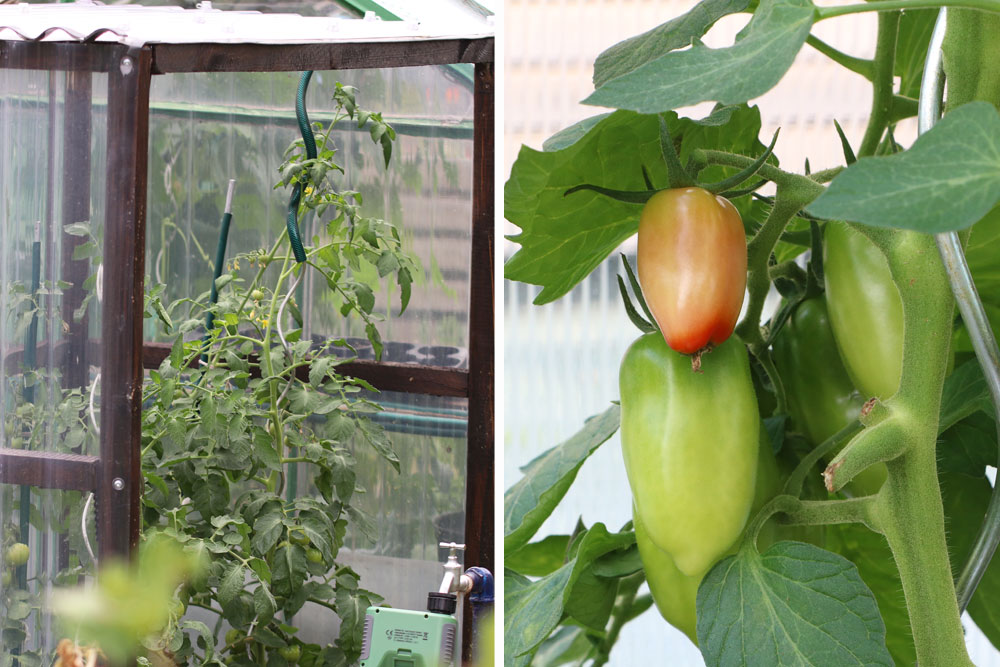 Tomatenpflanzen im Gewächshaus