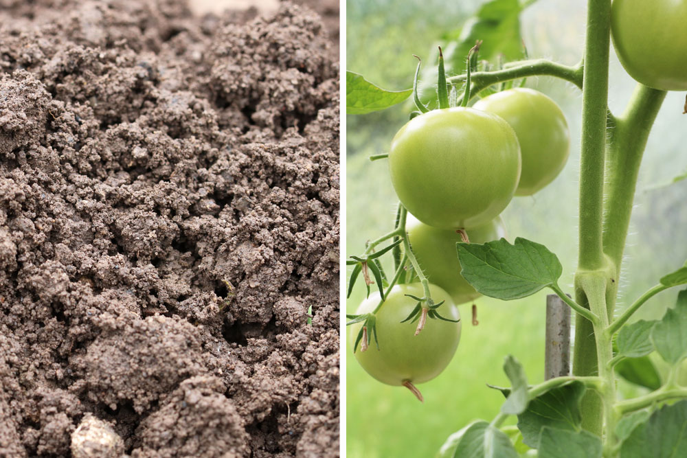 Tomaten düngen - wie oft? Empfehlungen für Tomatendünger