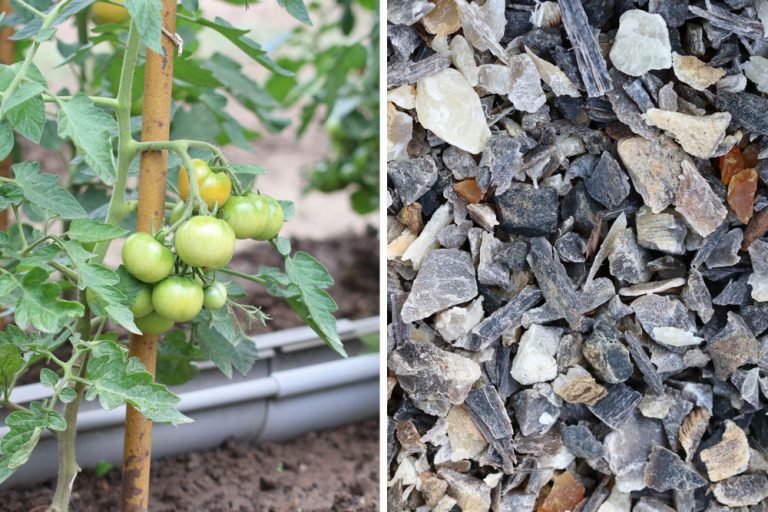 Tomaten ins Freiland pflanzen alles über die Pflege Tomaten.de