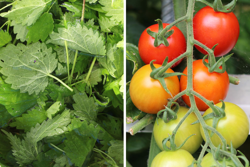 Tomaten mit Brennnesselsud düngen