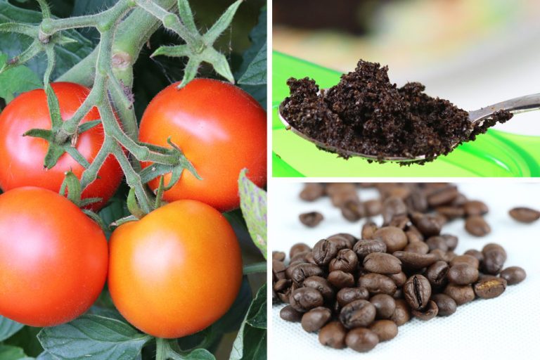Tomaten düngen wie oft? Empfehlungen für Tomatendünger Tomaten.de