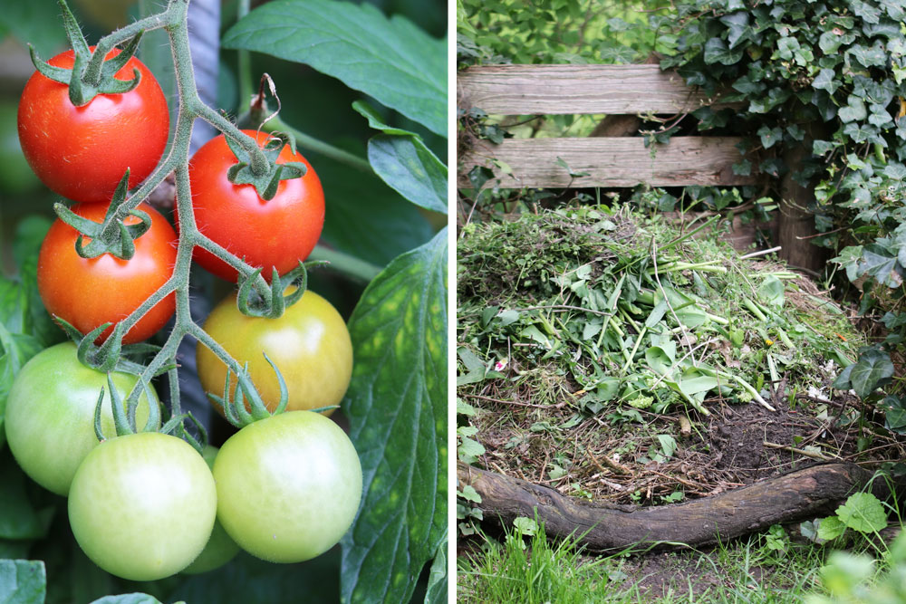 für wie Tomatendünger - Empfehlungen düngen oft? Tomaten