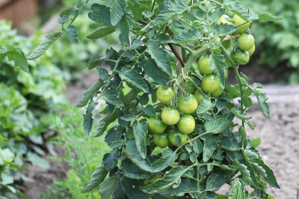 Tomaten ins Freiland pflanzen alles über die Pflege Tomaten.de
