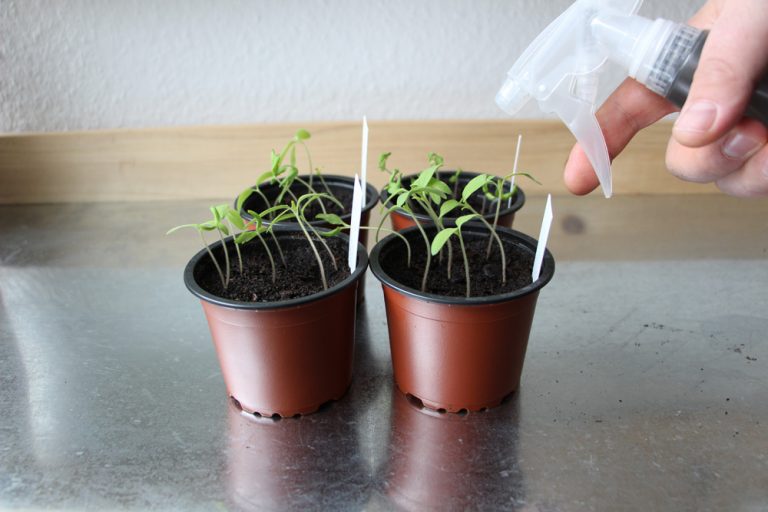 Ananastomate anbauen Anleitung Wann ist sie reif zur Ernte? Tomaten.de