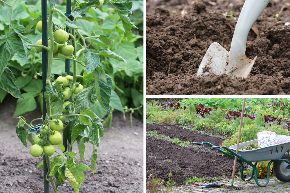 Tomatenpflanzen aus dem Gemüsegarten