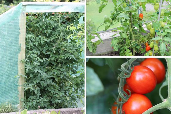 Tomaten setzen wann der beste Zeitpunkt zum Pflanzen ist Tomaten.de