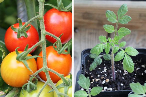 Welche Erde ist am besten für Tomaten? Die ideale Tomatenerde Tomaten.de
