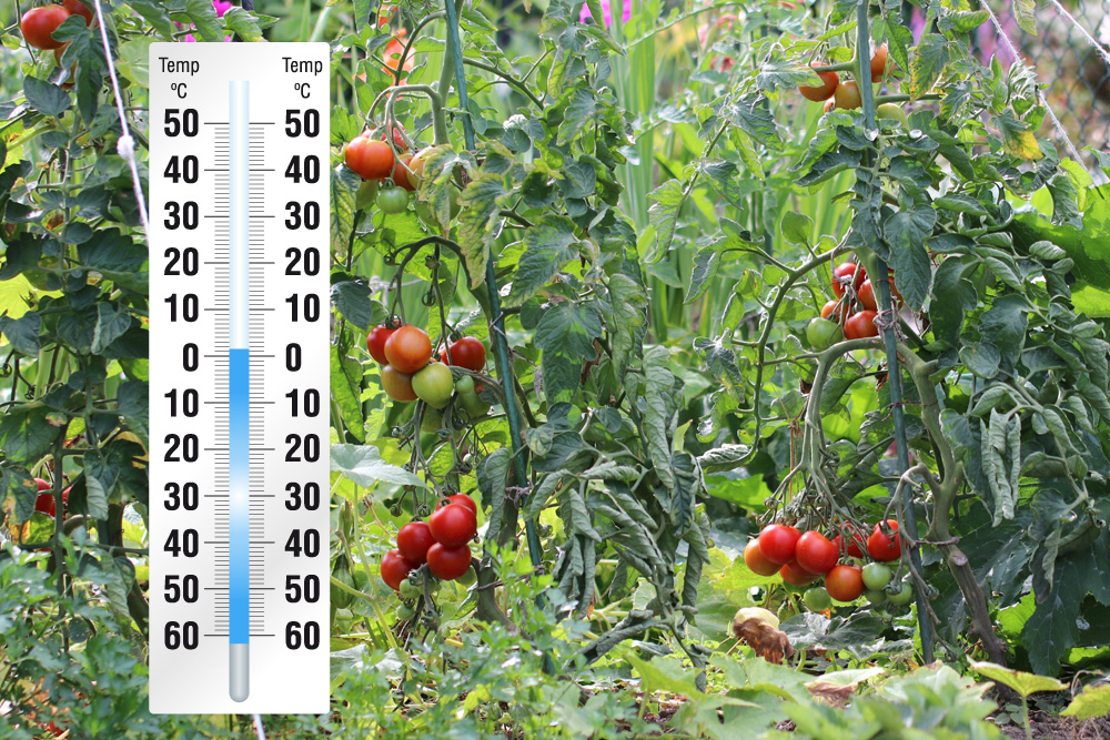 Tomaten und Frost