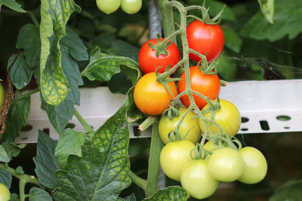 Tomatenblätter werden gelb - was tun bei gelben Flecken an Tomaten ...