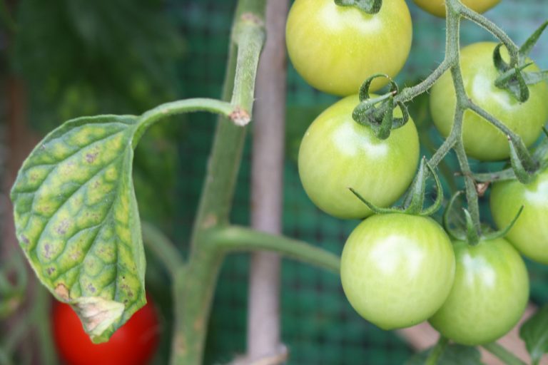 Tomatenblätter werden gelb was tun bei gelben Flecken an Tomaten? Tomaten.de