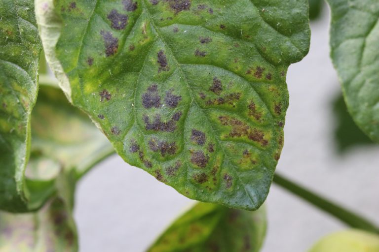 Tomatenblätter rollen sich ein, kräuseln sich zusammen was tun? Tomaten.de