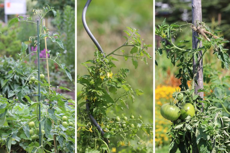 Tomaten schießen und werden zu hoch - was kann man tun? - Tomaten.de
