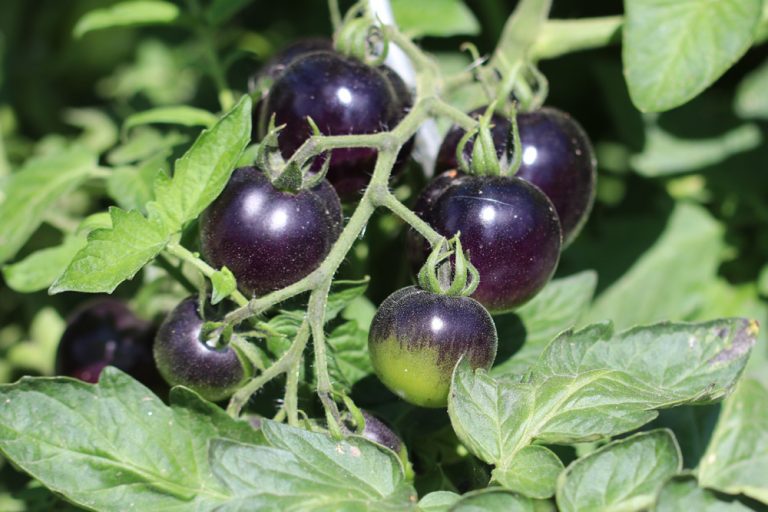 Schwarze Tomaten: 10 Sorten mit gutem Geschmack + Infos zur Reifung ...