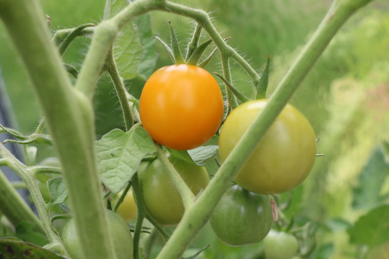Tomaten ernten ab wann? Infos zur Erntezeit Tomatenernte Tomaten.de