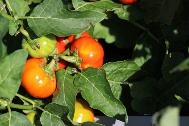 Welche Temperaturen vertragen Tomaten? Wie lange bleiben sie draußen