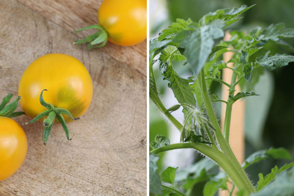 Tomaten zuhause anbauen