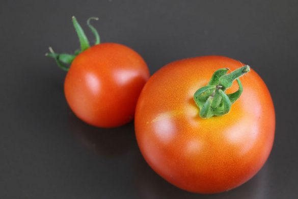 Wie Lange Brauchen Tomaten Um Rot Zu Werden Wieso werden Tomaten rot? | Die Prozesse von grün zu rot - Tomaten.de