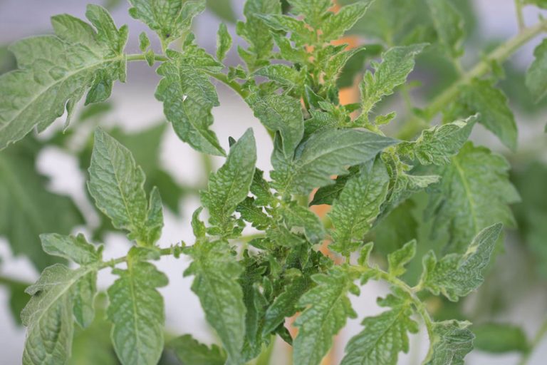 Sonnenbrand bei Tomaten was tun? Jungpflanzen retten Tomaten.de