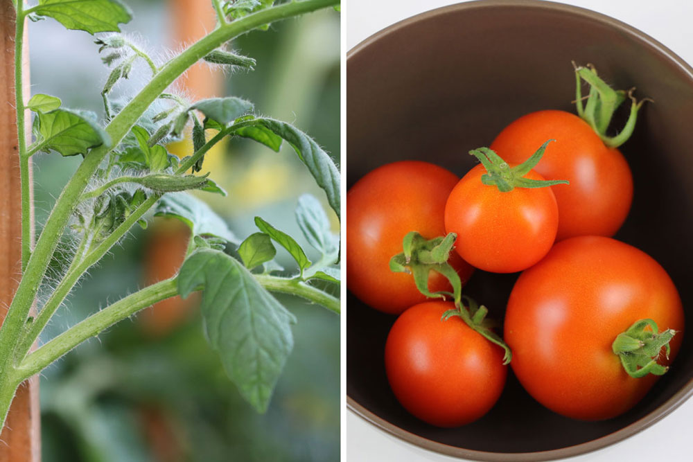 Tomaten im Winter in der Wohnung züchten