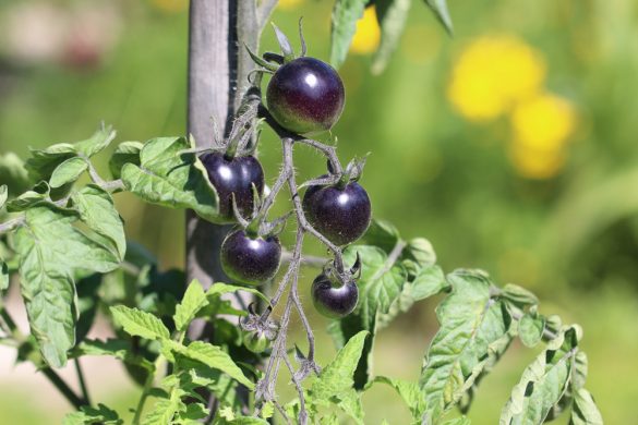 Schwarze Tomaten 10 Sorten mit gutem Geschmack + Infos zur Reifung