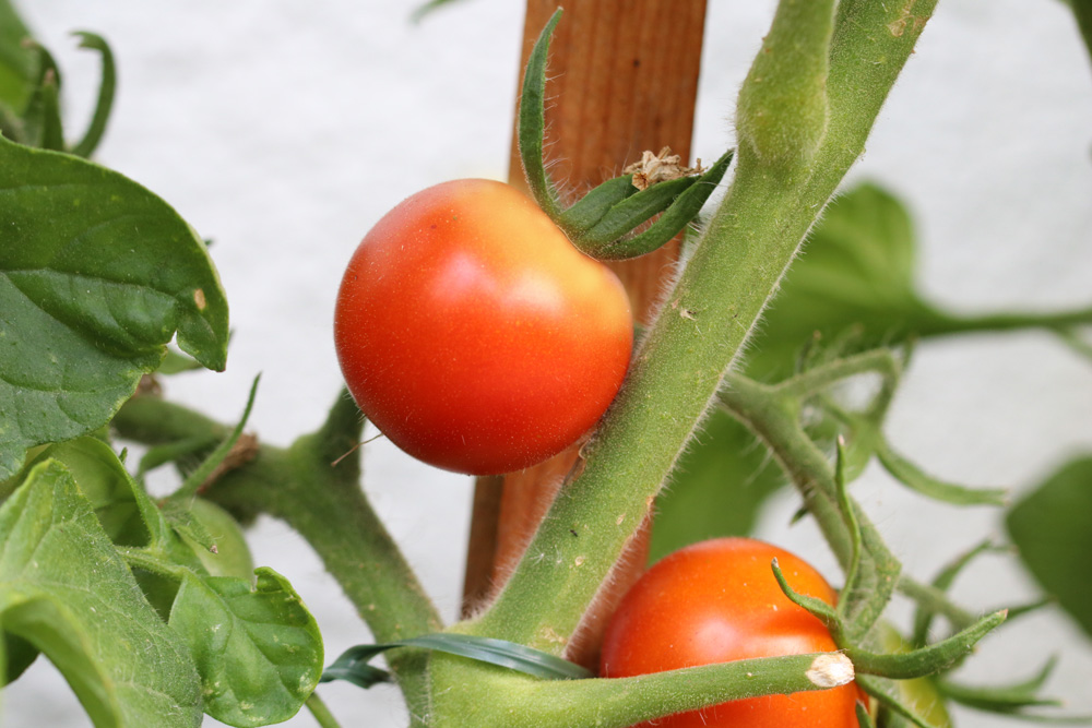 Grün- und Gelbkragenkrankheit an Tomaten - was tun? - Tomaten.de