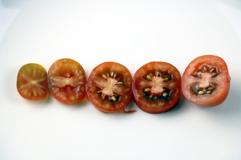 Ukrainian Purple Tomate, Eiertomate Geschmack, Fotos und Samen