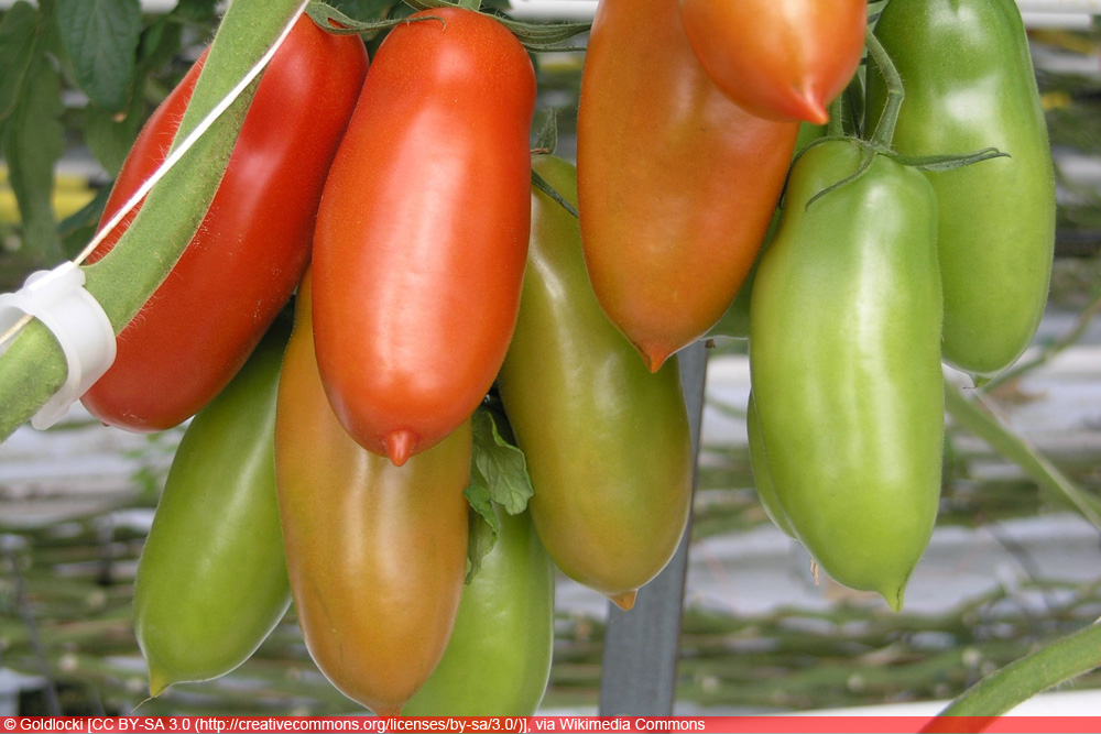 San Marzano Tomate