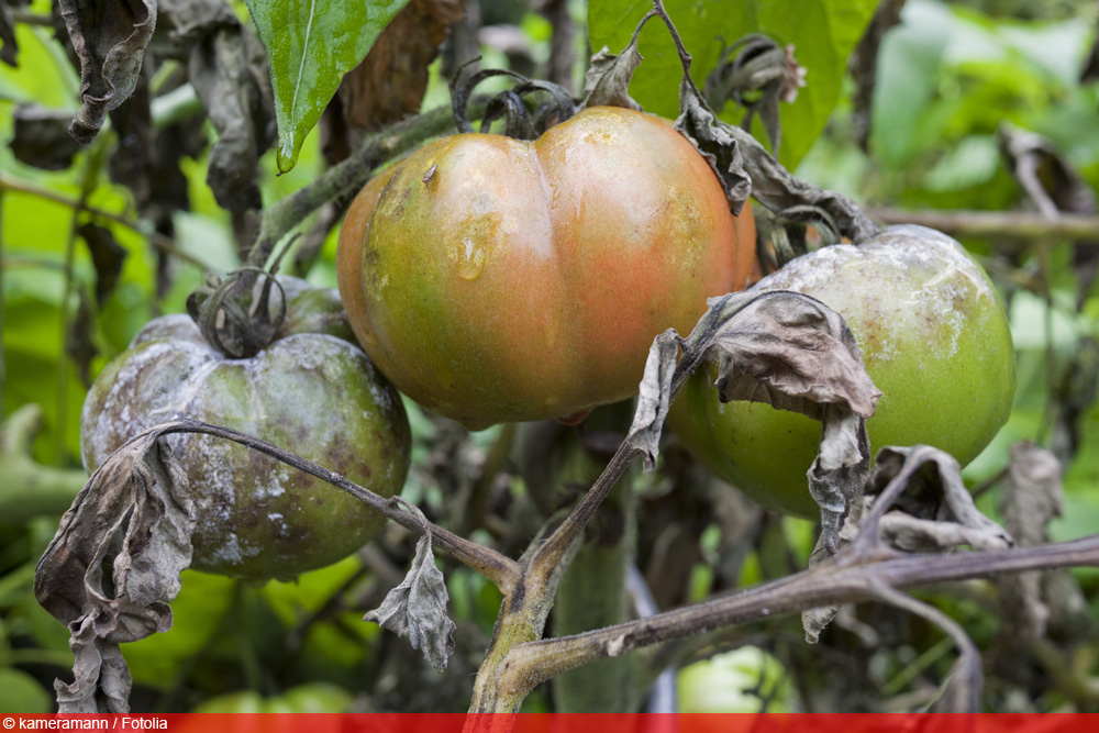 Mehltau an Tomaten bekämpfen | Sind die Tomaten noch essbar? - Tomaten.de