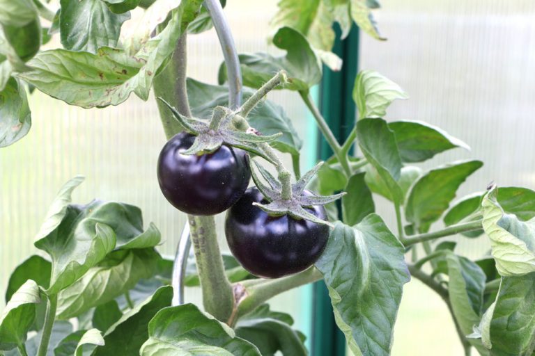 Lila Tomaten 7 Sorten Wann sind violette Tomaten reif? Tomaten.de