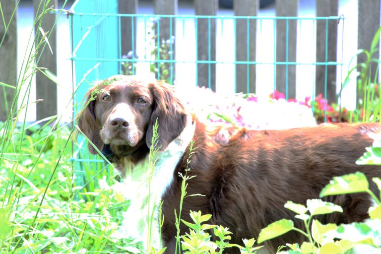 Sind Tomaten giftig für Hunde? Das ist zu beachten Tomaten.de