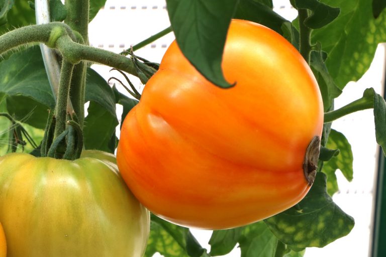 Nährstoffmangel bei Tomaten Mangelerscheinungen erkennen Tomaten.de