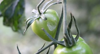 Tomaten Saen Wann Ist Der Ideale Zeitpunkt Tomaten De