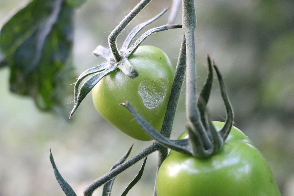 Schimmel an Tomaten