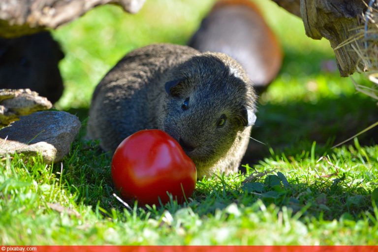 Dürfen Meerschweinchen Tomaten essen? Das ist zu beachten Tomaten.de